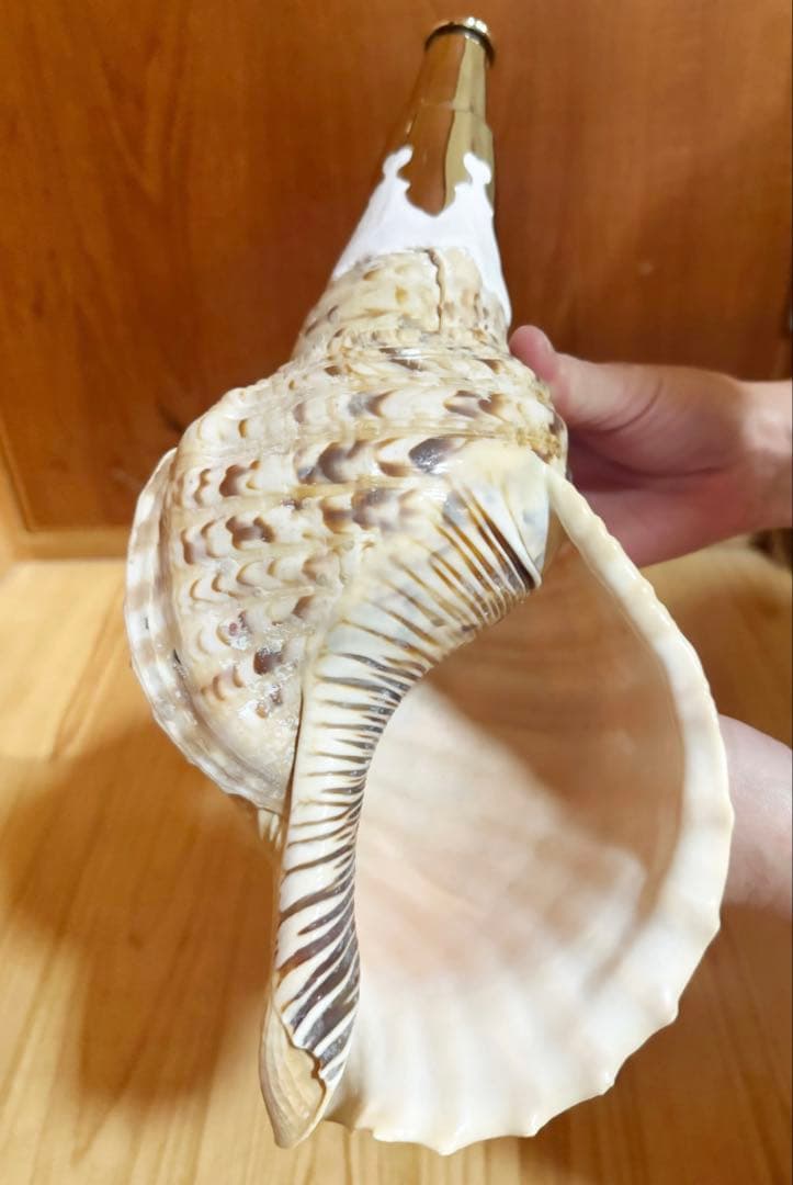 修験道法螺貝 山伏 密教 魔除け 熊よけ❣️ホラガイ ほら貝