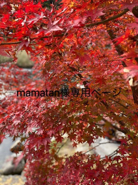 【限定一点】アップルウォッチ シリーズ3 本体GPSモデル 38mm シルバー Apple Apple Watch Series 3 GPS+Cellularモデル 38mm MQKJ2J/A