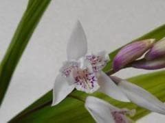 山野草（ラン科） 酔白系三蝶咲きシラン - メルカリ