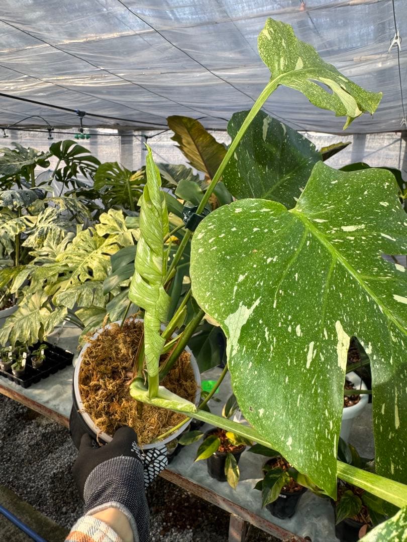 良個体 お*と様 T9モンステラ タイコンステレーション スターライト