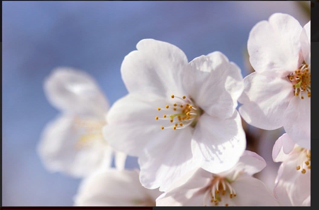 アクセサリー Finness