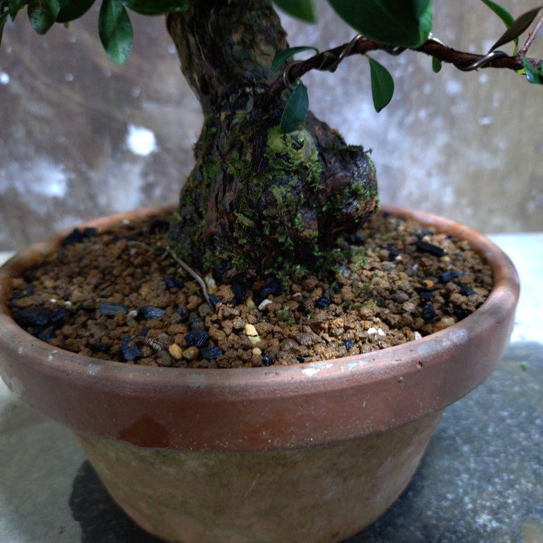 アデク　ゆーきん様専門