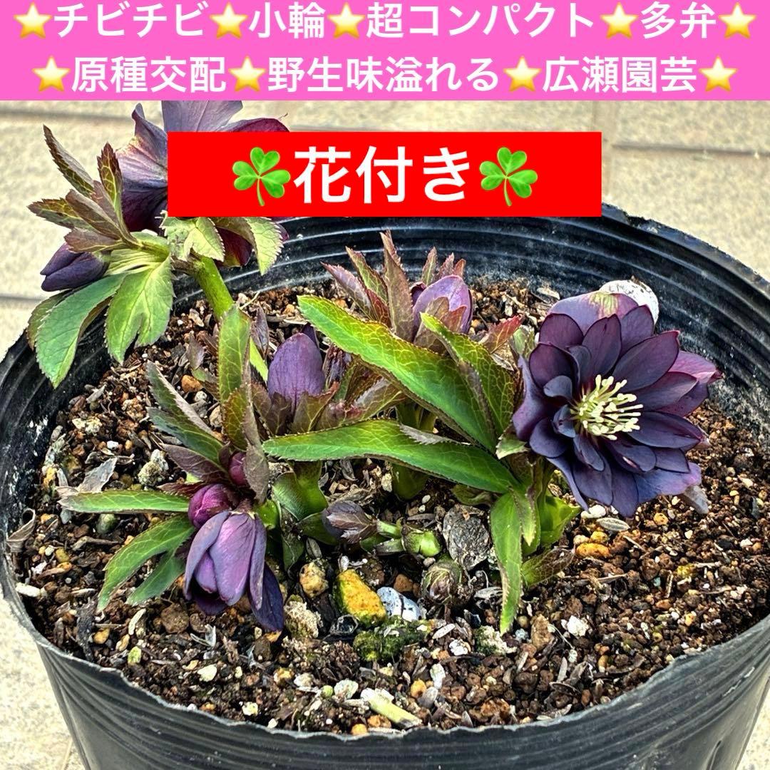 ま*い様 3420☘️花付☘️チビチビ⭐️小輪⭐️超コンパクト⭐️多弁⭐️原種交