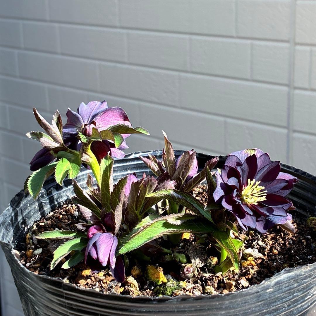 ま*い様 3420☘️花付☘️チビチビ⭐️小輪⭐️超コンパクト⭐️多弁⭐️原種交