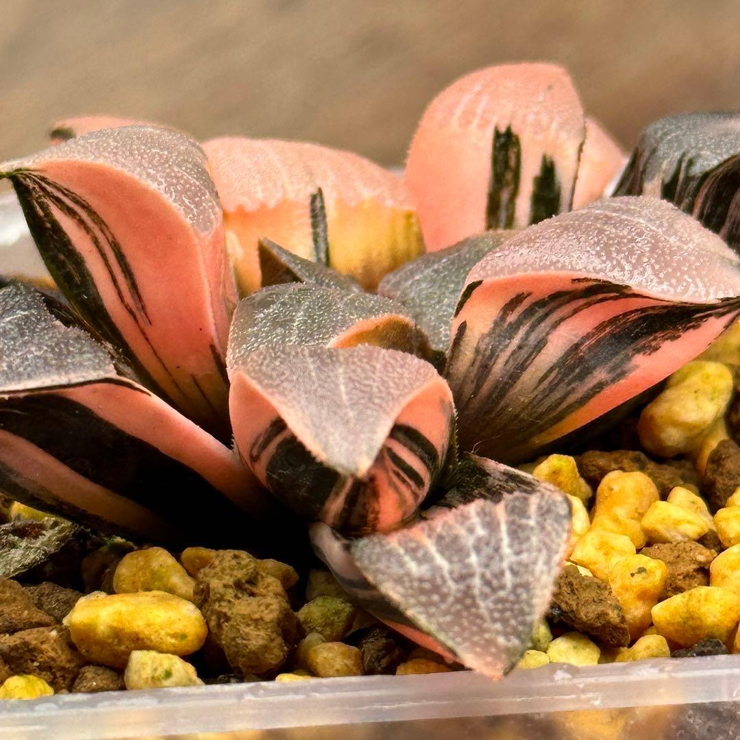 ハオルチア ハオルシア 多肉植物 観葉植物 赤斑コレクタ錦 超美株 極上