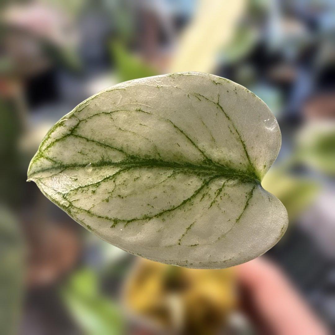 M*R様 白勝ち モンステラ デリシオーサ ミント