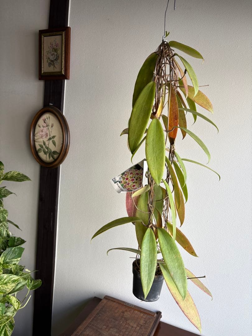 hoya ホヤ bulusan 3号 吊り鉢