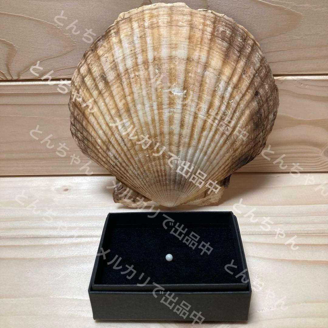 北海道産 ホタテ貝 スキャロップ真珠 天然パール 約4mm - メルカリ