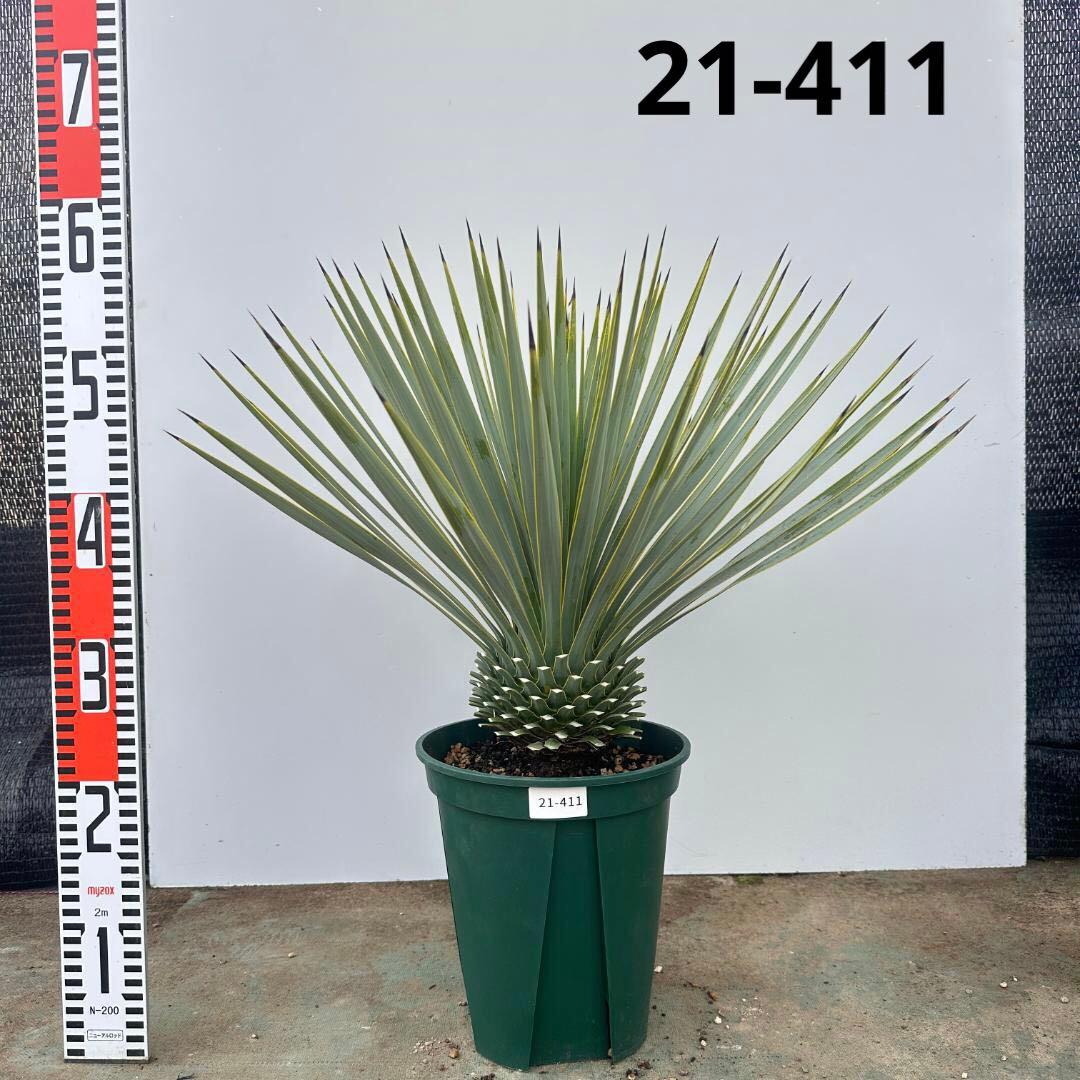 ユッカ　ロストラータ【21-411】美形　シルバーブルー