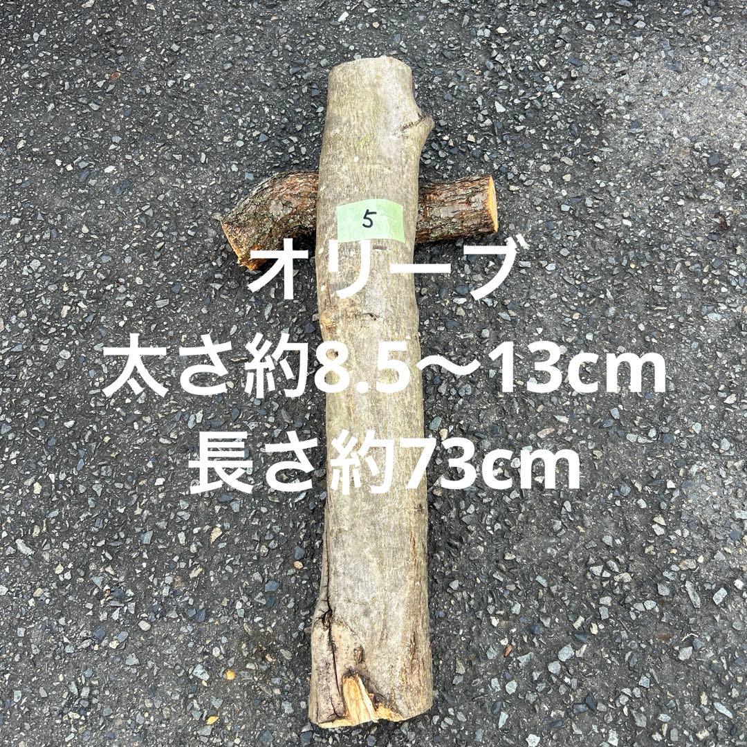 オリーブ　挿し木　太枝挿し木　盆栽