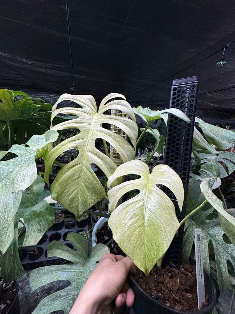 モンステラ　ボルギシアナ　絶美斑入りフルミント株 パルコジョキ】モンステラの中でも珍しい斑入りの「ミント