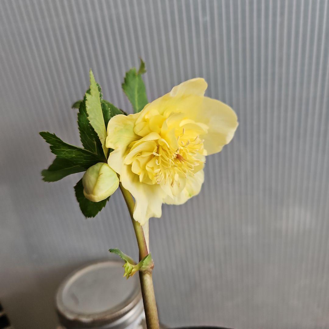 謙信様ご購入苗㉖-305㉖-317㉖-362㉖-364クリスマスローズ