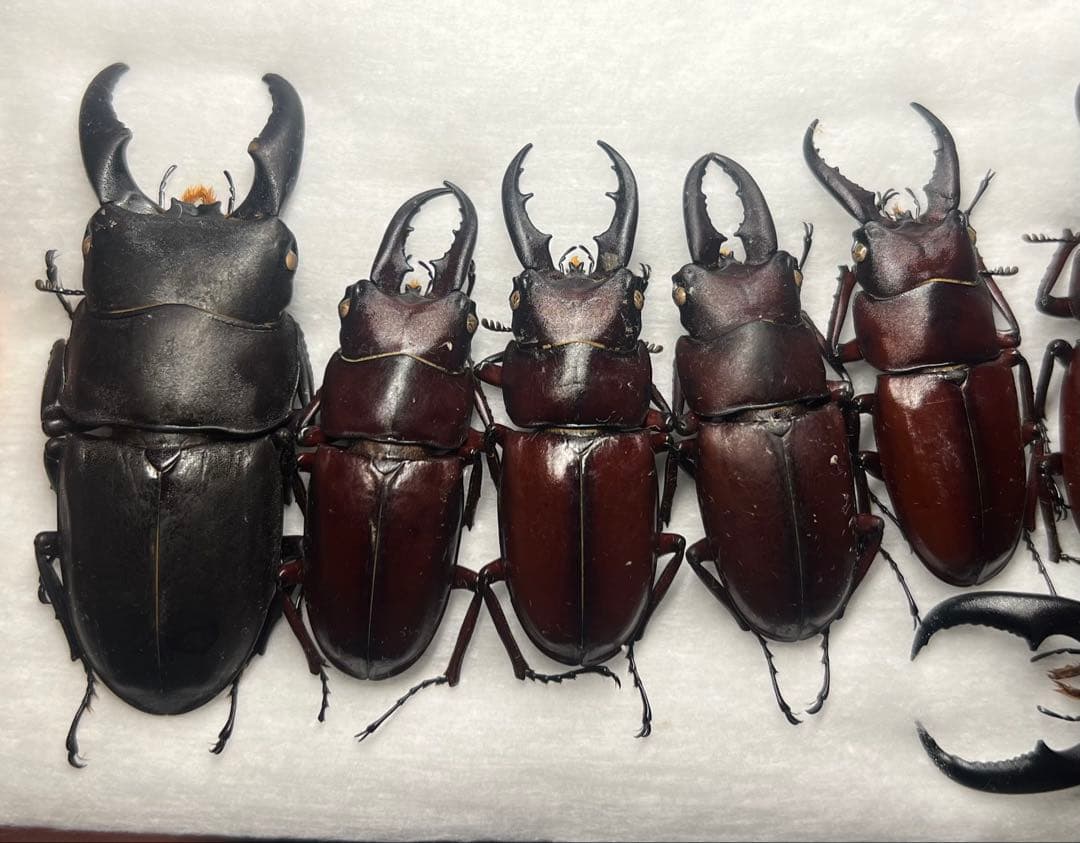 【CH】伊平屋島クワガタセット