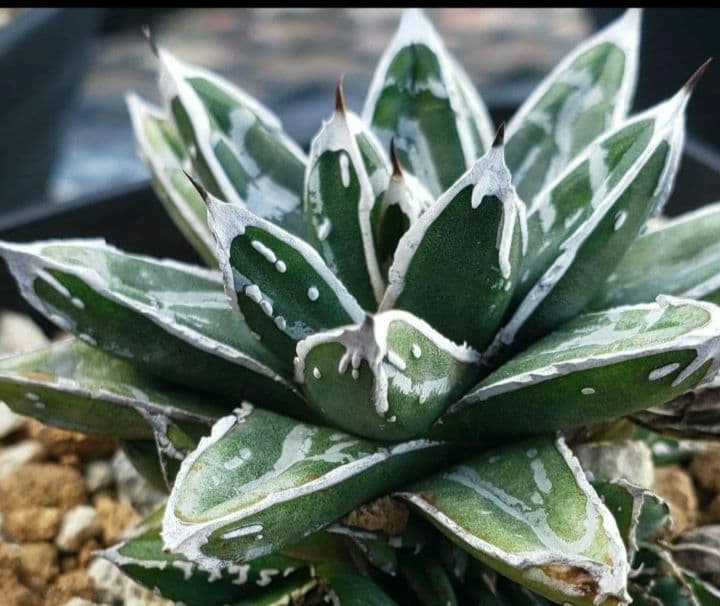 お*ん様 アガベ　名峰富士　仔株　②【希少　選抜】検索　ロウルサンコ　姫笹の雪