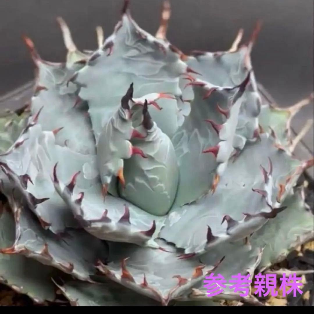 アガベ ハイブリッド lize産 特白個体 甲蟹×屈原 - メルカリ