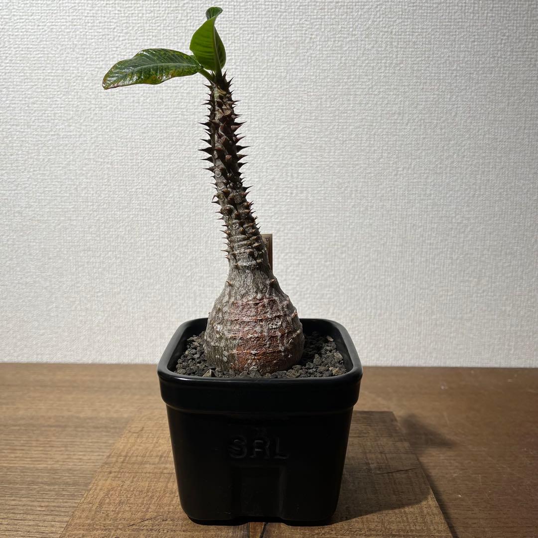 パキポディウム ウィンゾリー×SRL