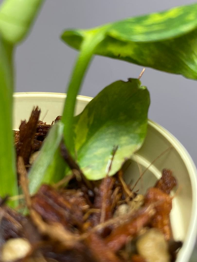 超希少‼️】モンステラ エレクトロライト 斑入り レア 人気 メルカリ便