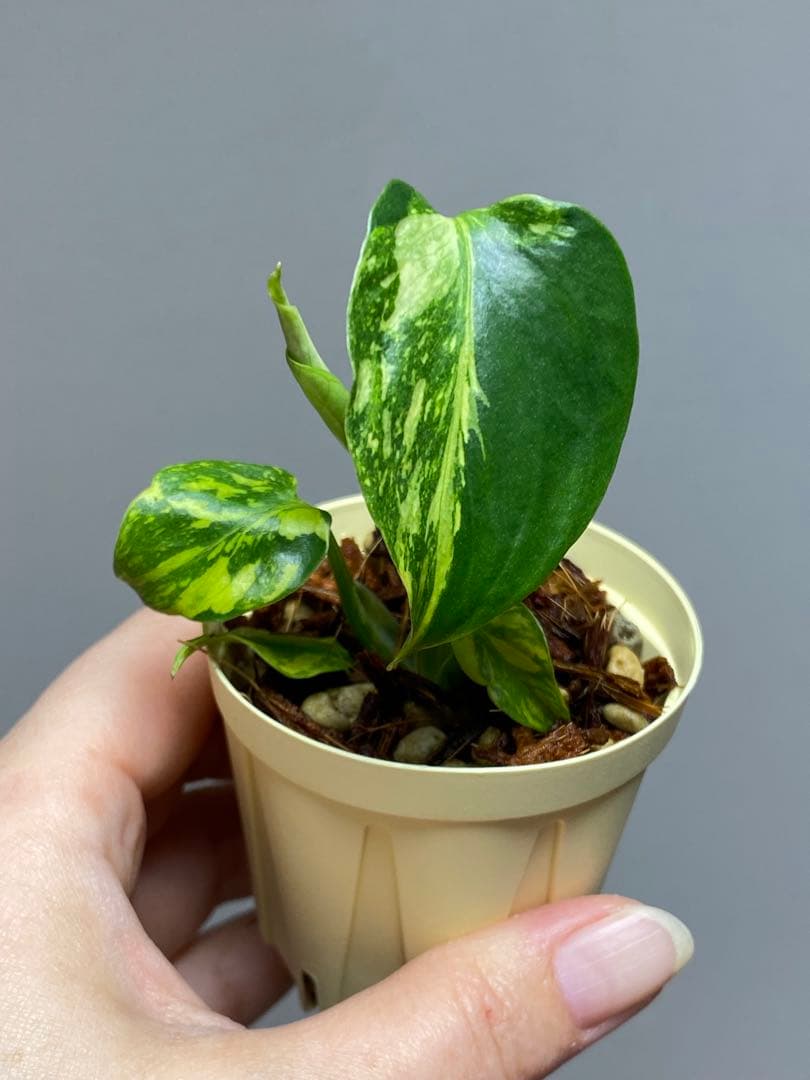 超希少‼️】モンステラ エレクトロライト 斑入り レア 人気 メルカリ便