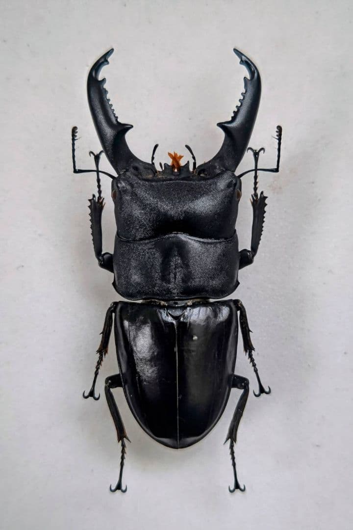 ミンダナオ ヒラタクワガタ 標本 Yahoo!オークション - 【虫研】一流個体 特大・極太・良型 ミンダナオ