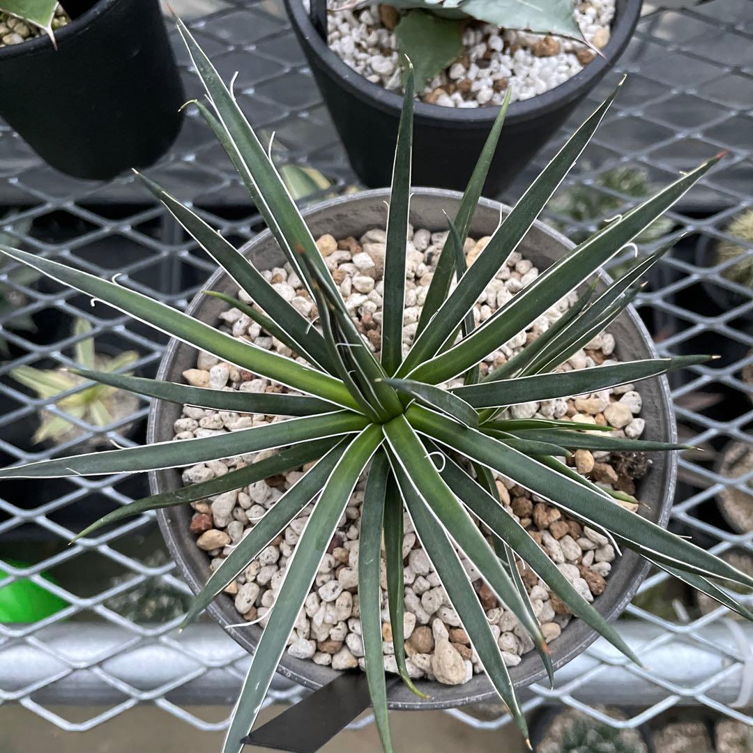 アガベ ジェミニフローラ 子株付き 抜き苗発送 - メルカリ