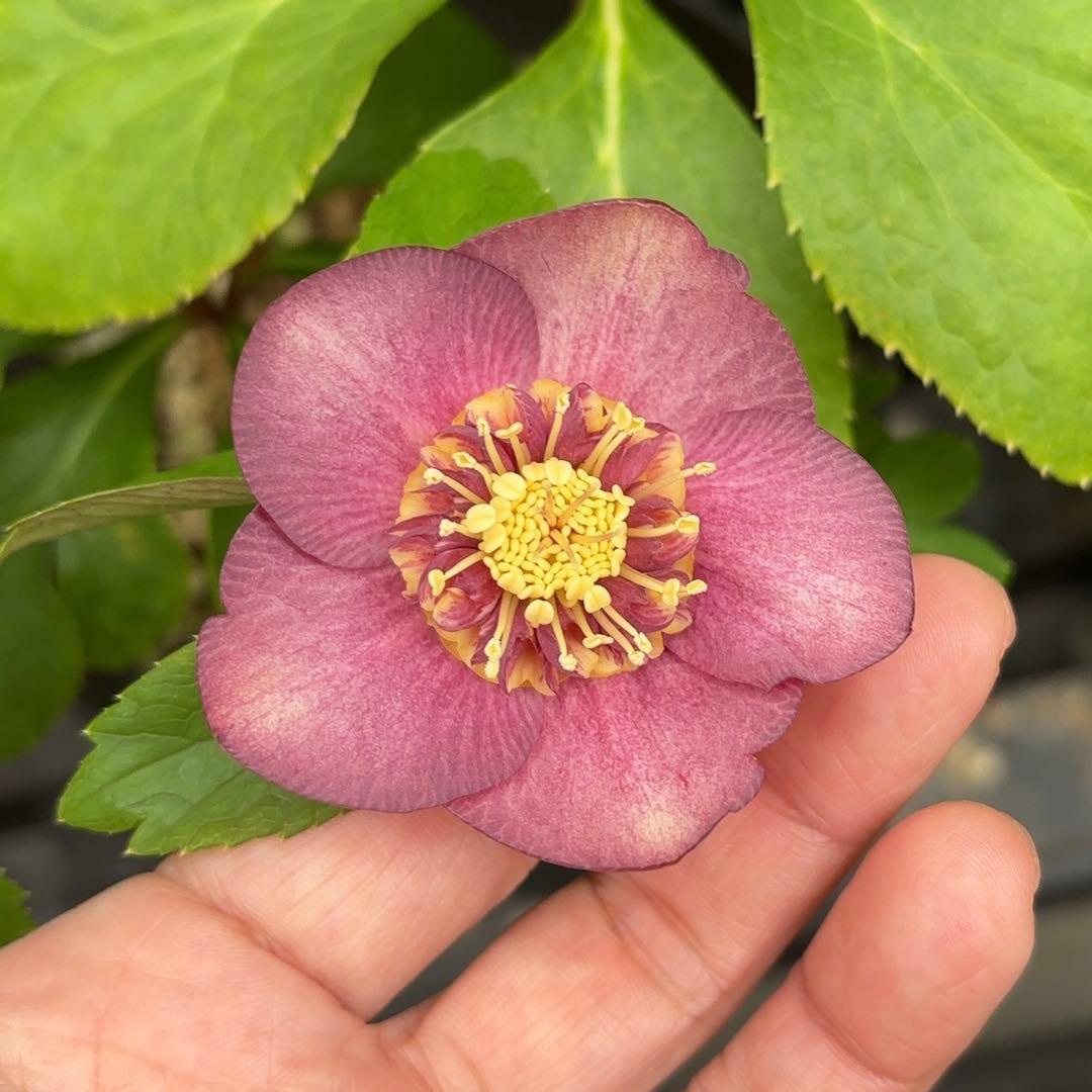 クリスマスローズ 株分け - メルカリ