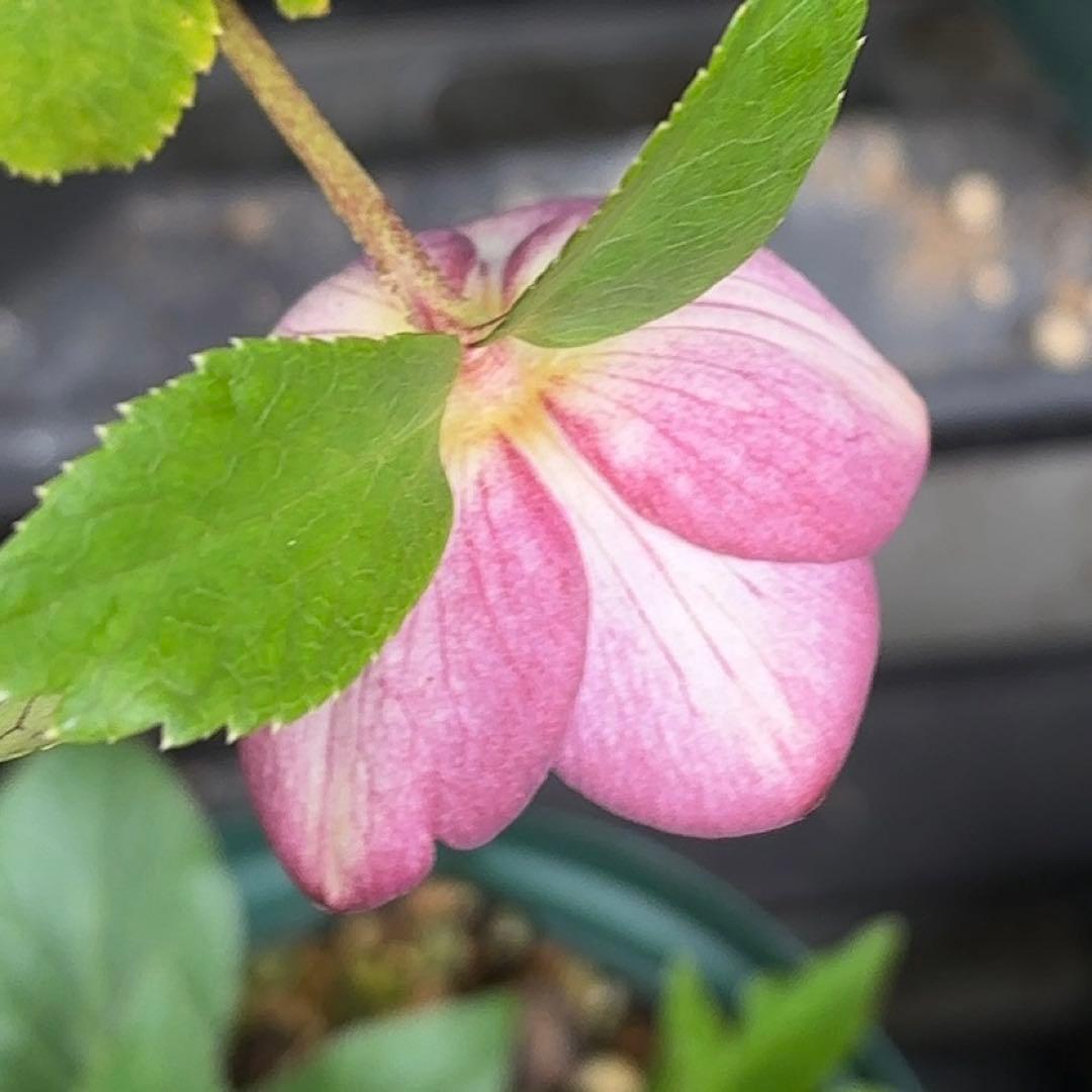 クリスマスローズ 株分け - メルカリ