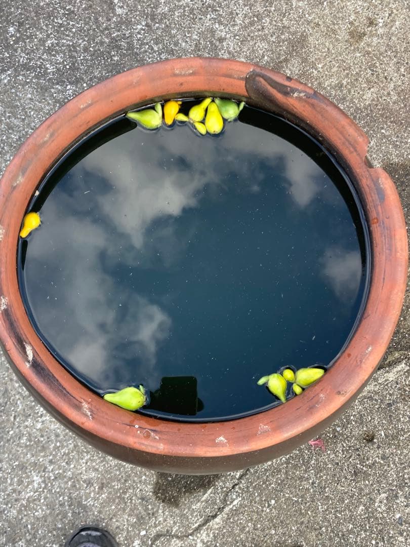 訳あり。存在感抜群！時代物 陶器の大型甕 古い壺 。茶褐色。和モダン