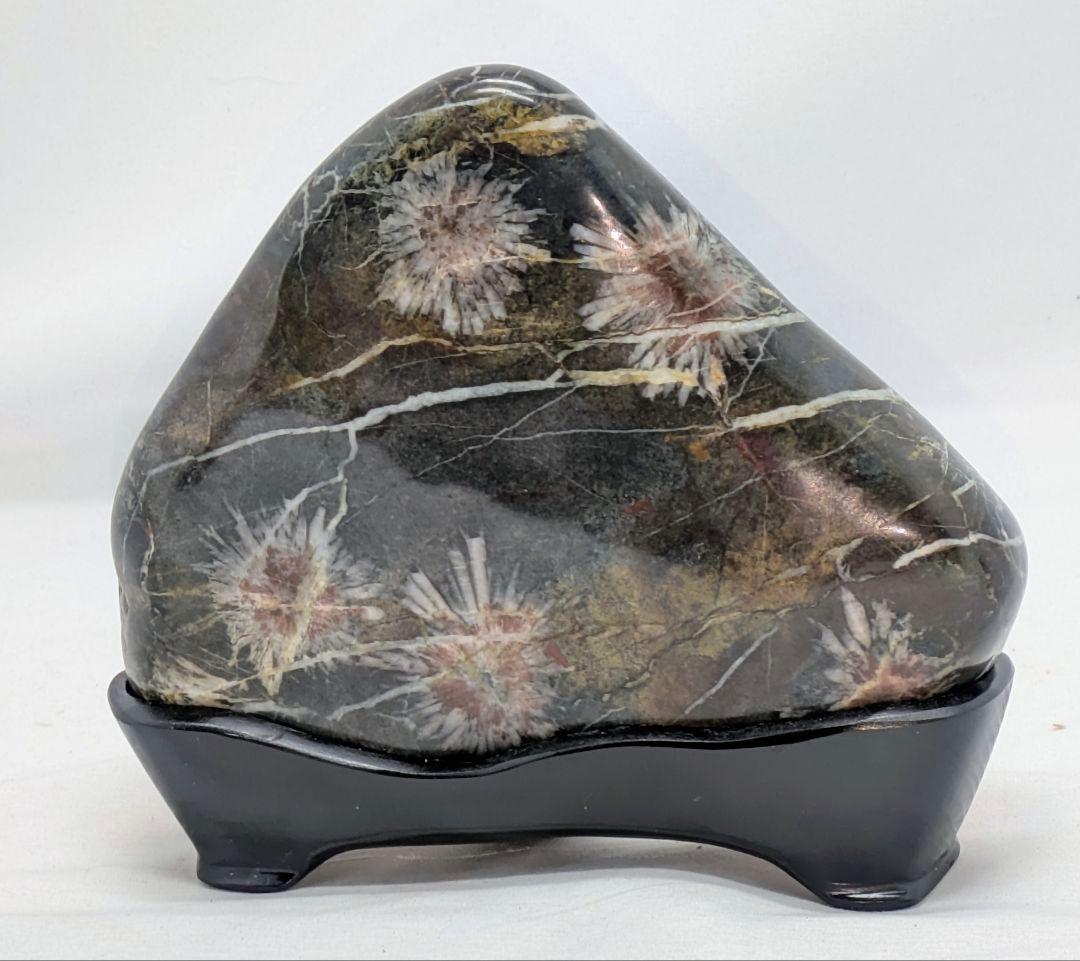 h*o様 菊花石　糸菊の紅白花　孔雀系母岩　山形　根尾 鑑賞石 水石 自然石　木 緋山酔恭「山水石美術館」 日本の美がここにある！！ 全国の水石・美石