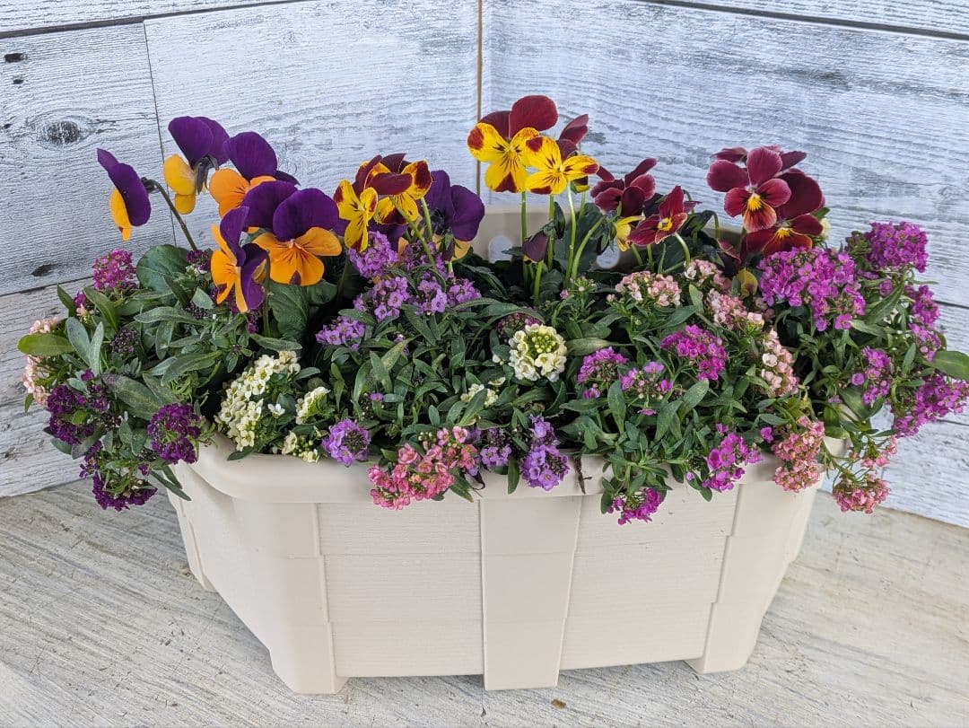 ローズガーデン【現品・鉢まま出荷】季節の寄せ植え3点＆ビオラのセット 季節の寄せ植え アンティーク柄 9号鉢 （レッド・4色展開）6～7種類の