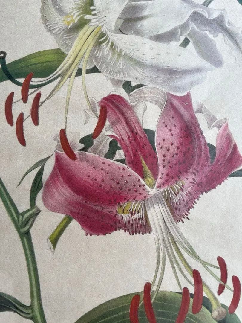 百合の絵画 ゴールド入り木製フレーム イタリアFIORI製