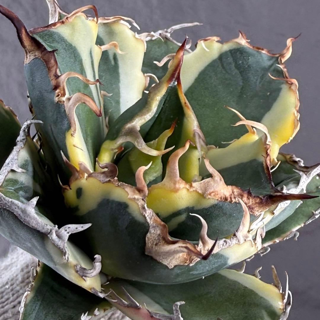 アガベ・チタノタ“白鯨（覆輪斑）”】大株出品/血統株/L13 - メルカリ