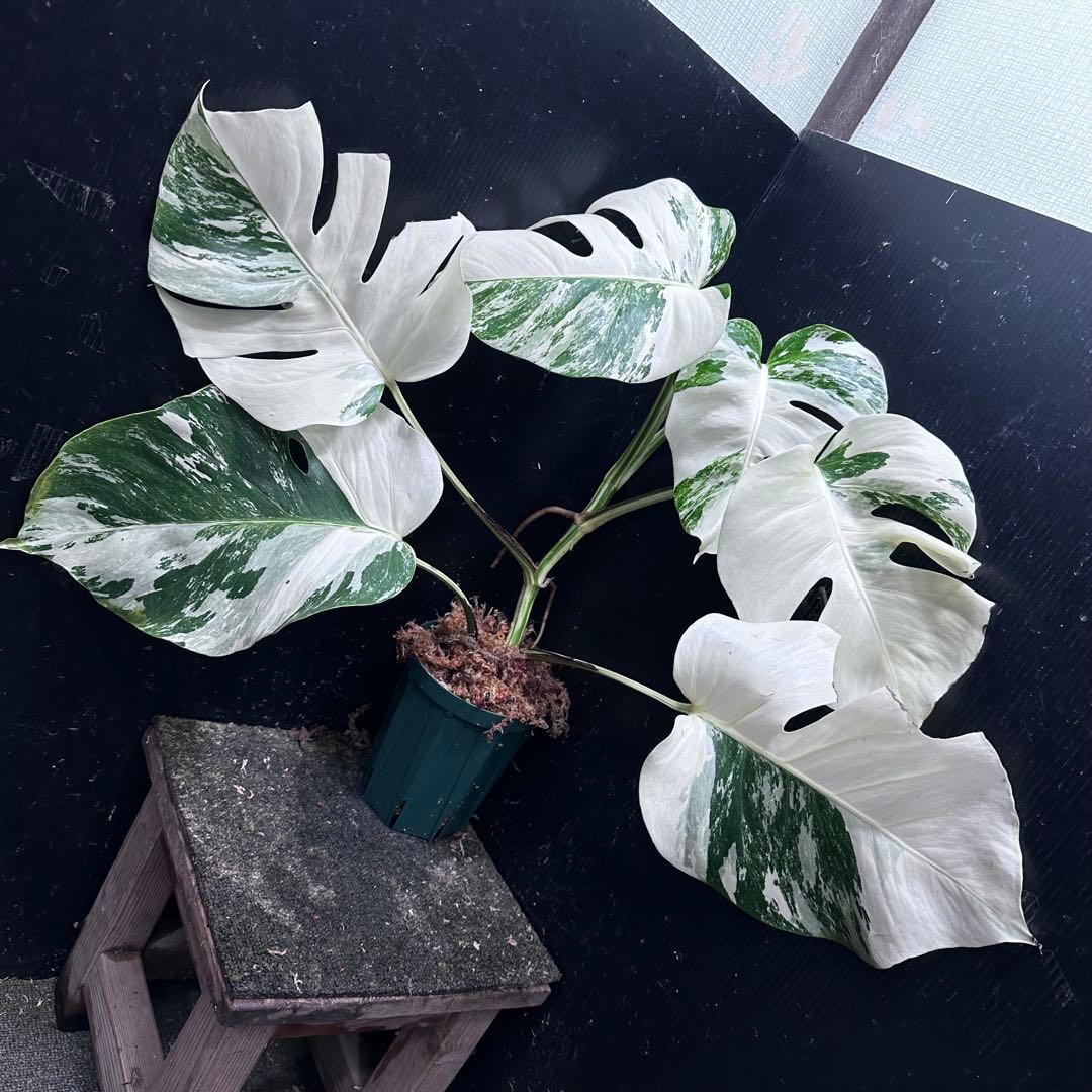 わ*か様 斑入りモンステラ ホワイトタイガー極美大株53cm白斑多