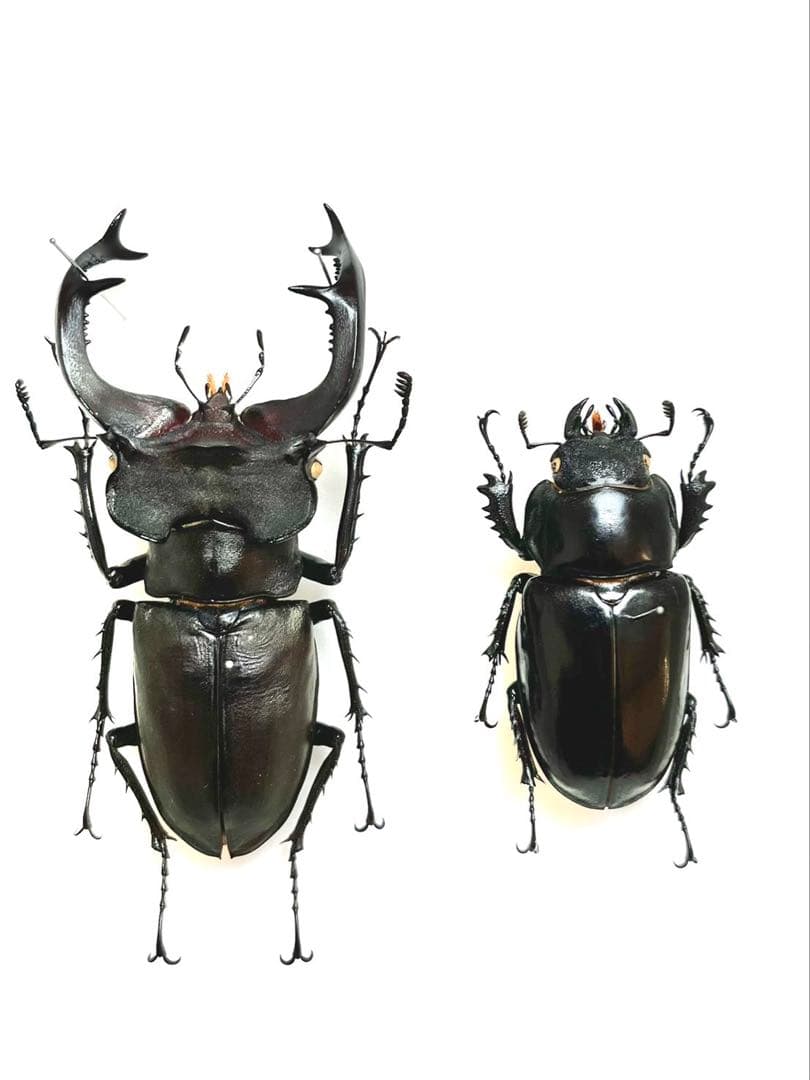 ユダイクスミヤマクワガタ　88mm ペア 標本 くわかぶプラネット / 【大型】ユダイクスミヤマクワガタペア