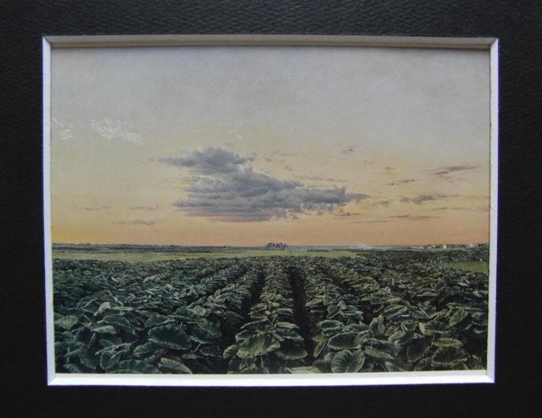 松木 康弘、「里芋畑」、希少画集・額装画、日本製・新品額縁にて額装致します