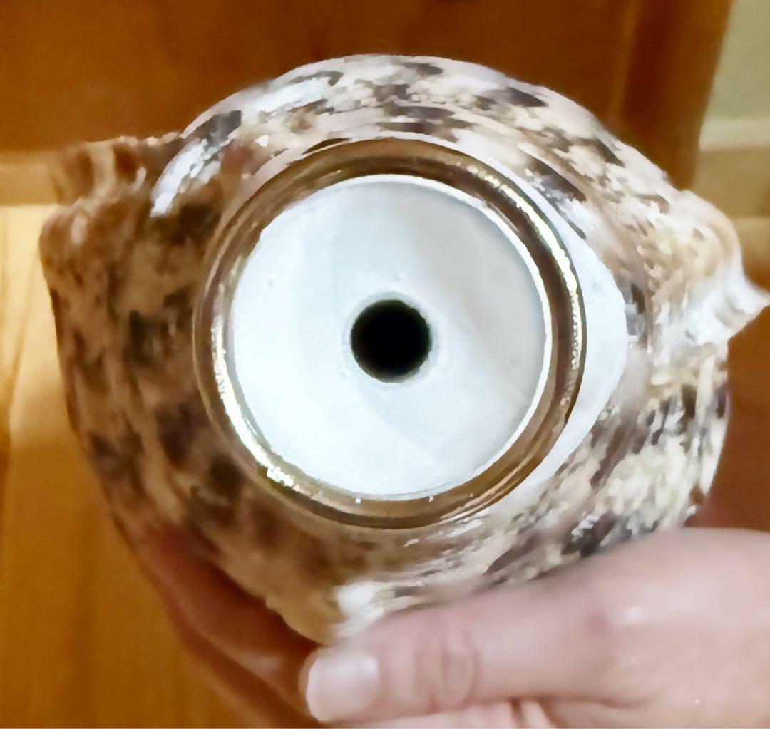 大型肉厚修験道法螺貝39㎝ 山伏 密教 熊よけ 魔除け❣️