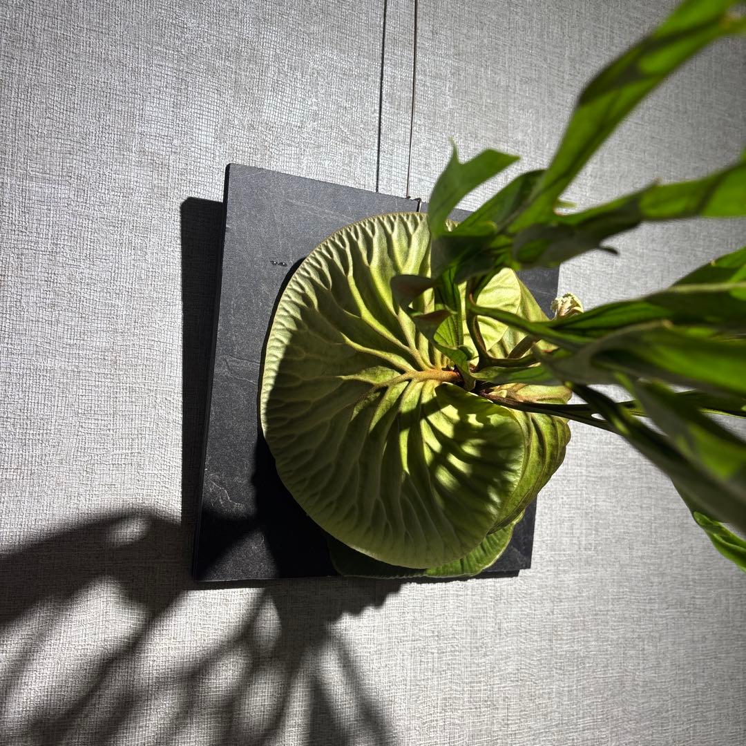 十*夜様 ビカクシダ リドレイ ワイルド 現地株 コウモリラン - メルカリ