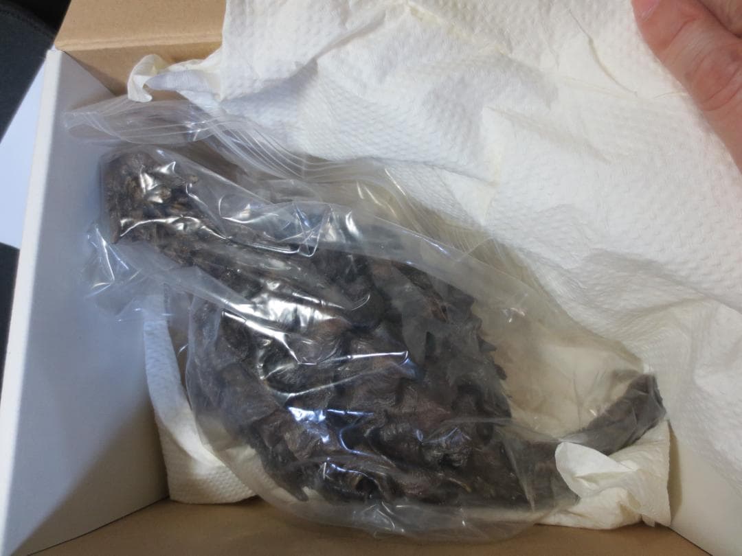 KAME HOUSE 幻獣の亀 フィギュア 完成品 22㎝ ガメラ - メルカリ