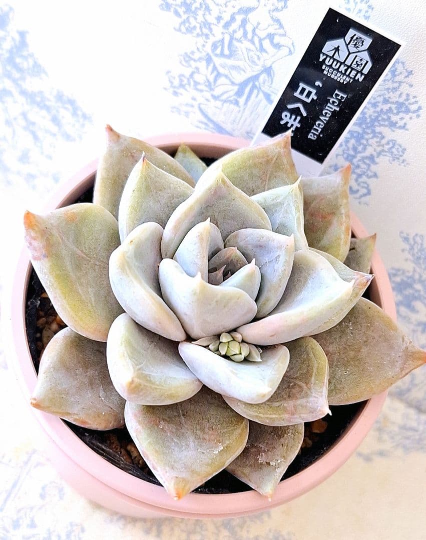 ꕤclara*様 リクエスト 6点 まとめ商品 sara様 リクエスト 2点 まとめ商品 - メルカリ