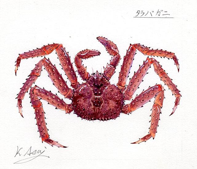 生物細密画（水彩）「タラバガニ」