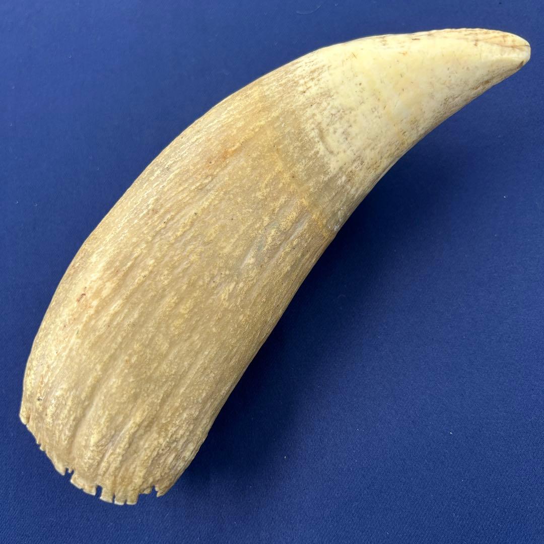 鯨の歯 牙 マッコウクジラ 重量378.1g レア 希少 大きめ 重め キバ