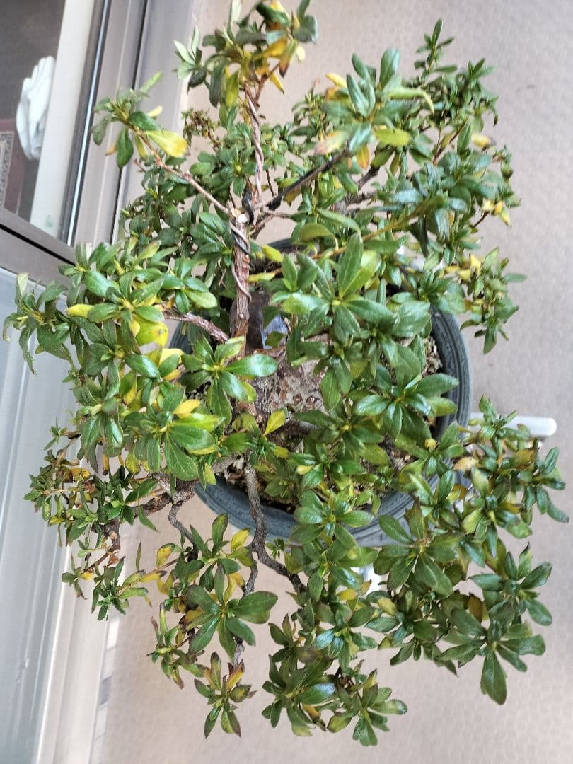 サツキ AKATSUKI SCI-Six タイプ サプレッサー – DEVILSIX