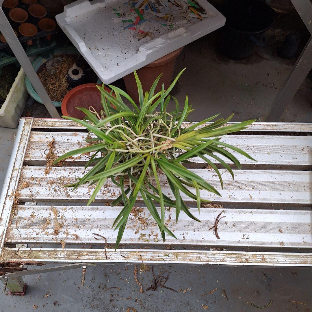 富貴蘭 九州産 風蘭大株立ち 縞の気配有り - メルカリ