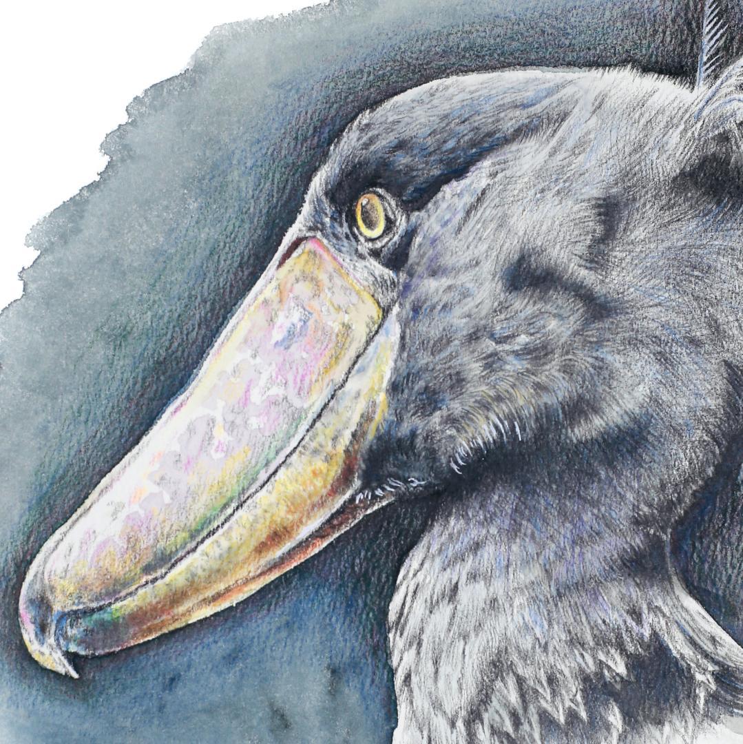 ハシビロコウ・水彩/色鉛筆原画 F4 (01) - メルカリ