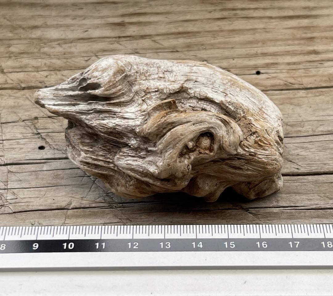 四万十川の流木　お題 ： かえる