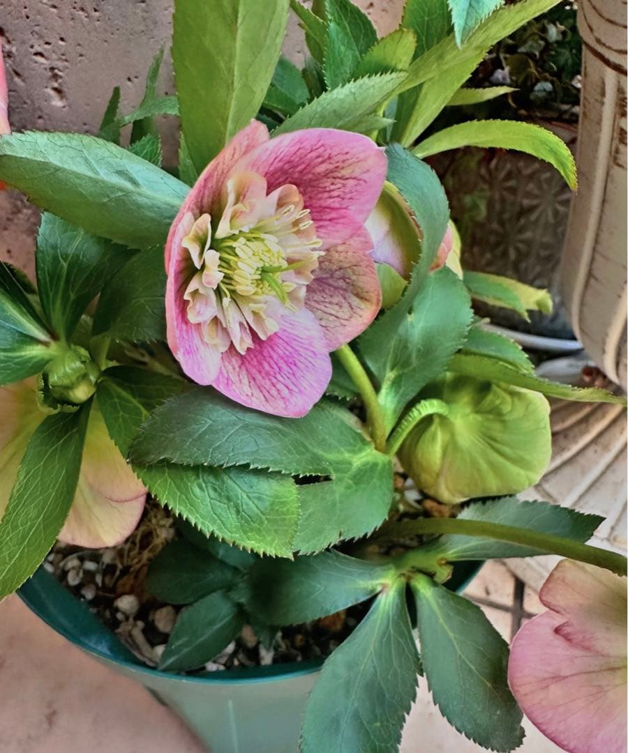 クリスマスローズ ⭐️ポーセリン⭐️大木ナーセリー - メルカリ