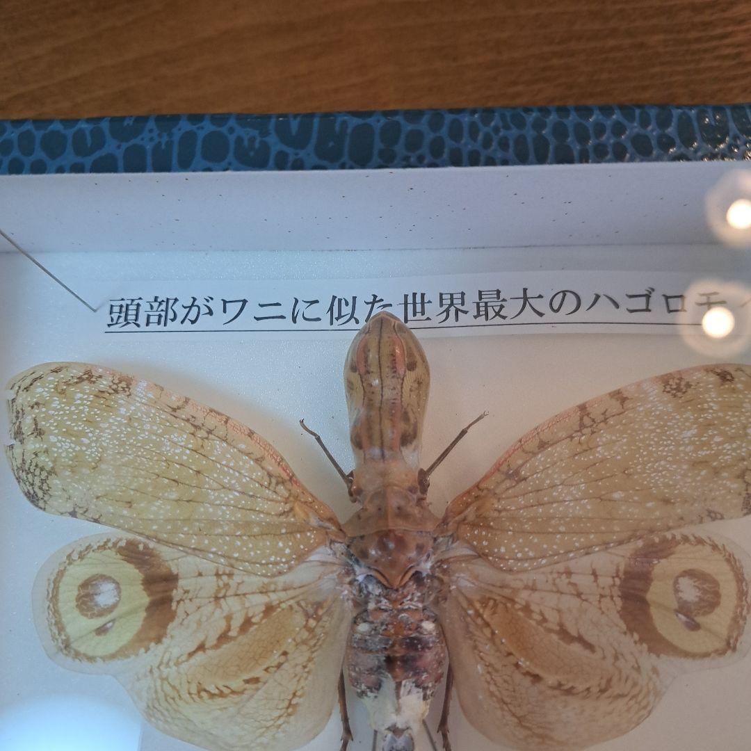 ユカタンビワハゴロモ 標本 - メルカリ
