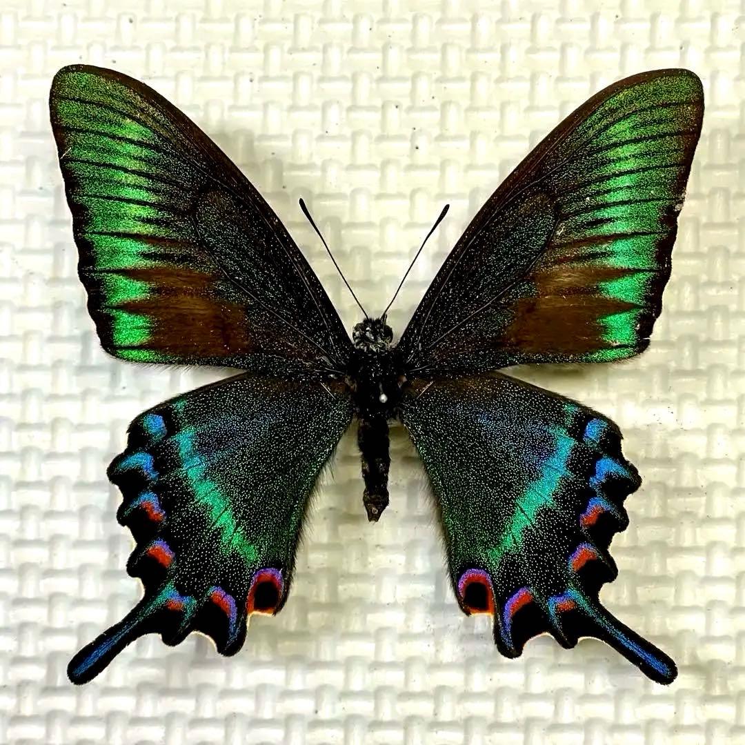 蝶標本　北海道産ミヤマカラスアゲハ春型♂ 採集品　後翅鮮やかな紅色三日月紋　珍品 蝶標本 北海道産 格段に綺麗なミヤマカラスアゲハ春型♂ 飼育完品