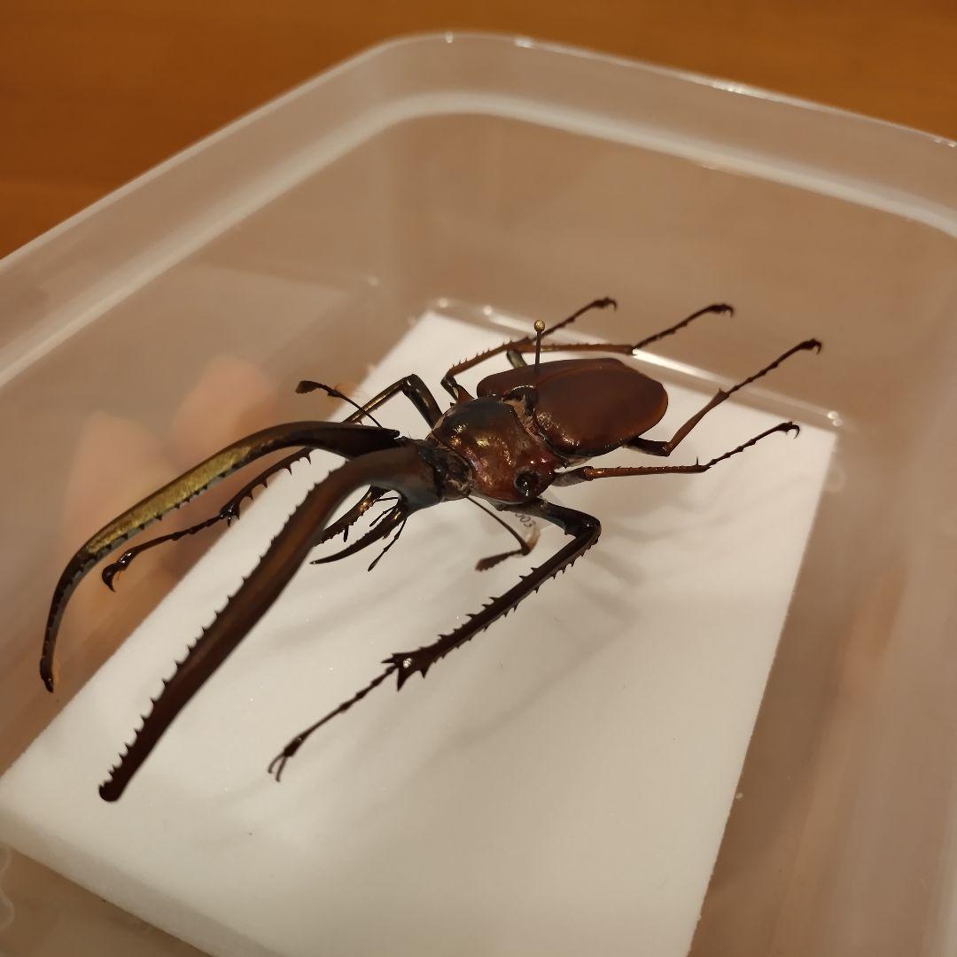 チリクワガタ/コガシラクワガタ 76mm 標本 - メルカリ