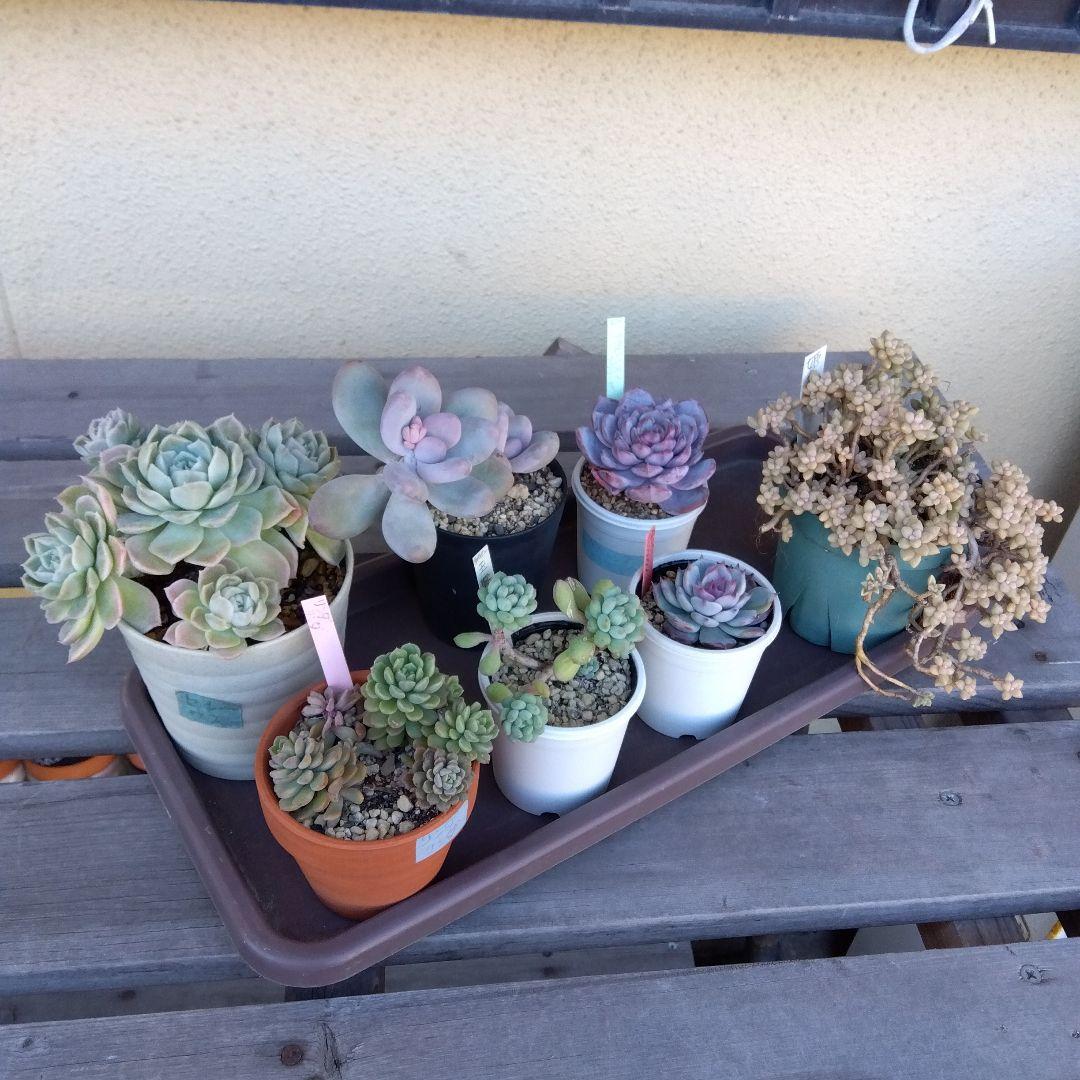 アサ adidas ZX 8000 SPIKELESS GOLF SNEAKERS - White | Free Shipping