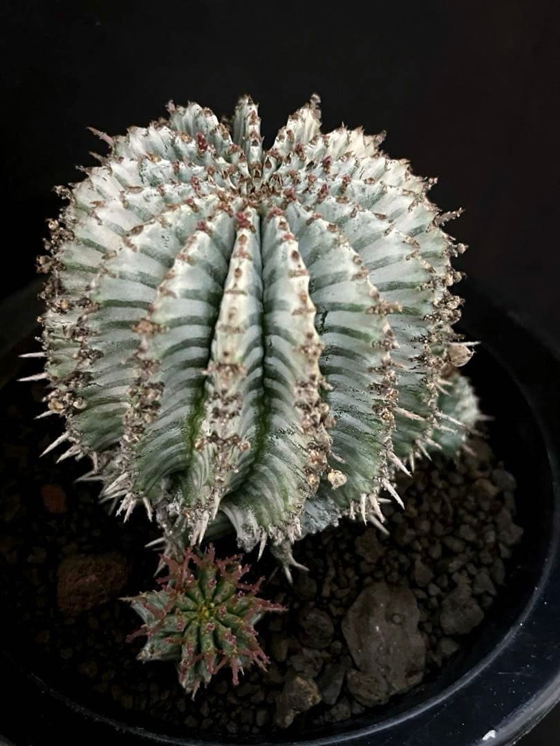 ユーフォルビアホリダ White zebra S胴太 親株 カキ子3株付き 雌株 ユーフォルビアホリダ White zebra S胴太 カキ子 - メルカリ